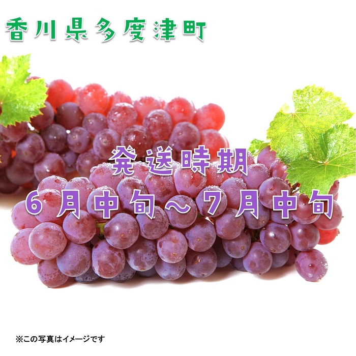 多度津町白方特産　デラウェアぶどう【令和8年7月上旬より発送！予約受付中】【B-20】