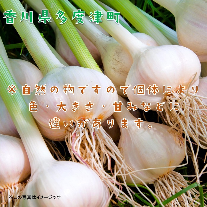 多度津町産　生にんにく【予約受付中！令和8年5月上旬頃から発送】【B-22】