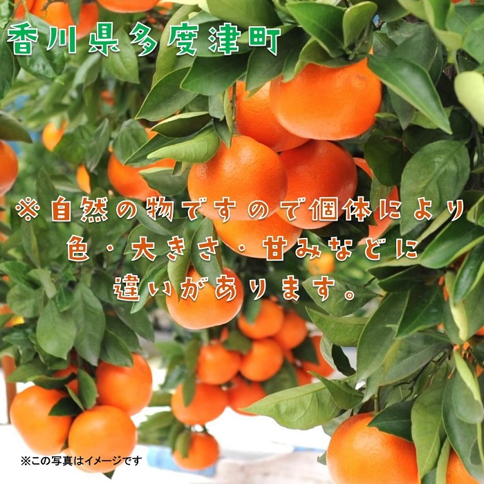 『小原紅早生ハウスみかん』約2kg【予約受付中！令和8年6月下旬より発送！】【B-26】