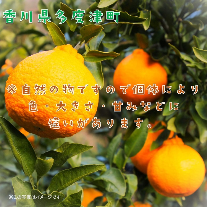 長期貯蔵 熟成 不知火（でこぽん）約2.8kg【予約受付中！令和8年5月中旬より発送】【B-29】