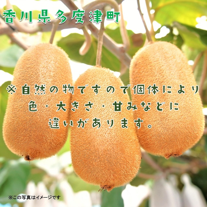 香川県オリジナルキウイフルーツ「香緑」約3.5kg【予約受付中！令和7年11月下旬頃から発送】【B-31】