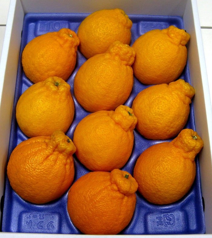 不知火（デコポン）ハウス栽培 約3kg【予約受付中！令和7年12月下旬頃～】【B-32】