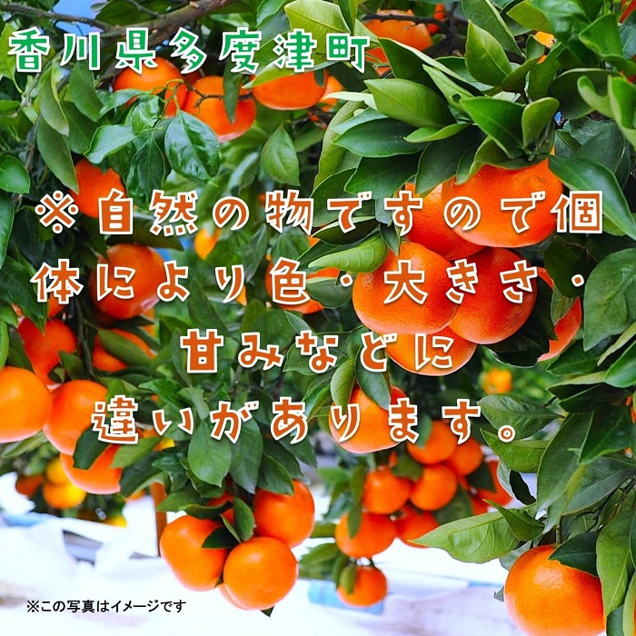 『越冬小原紅早生みかん』約3kg【予約受付中！令和8年1月中旬より発送！】【B-33】