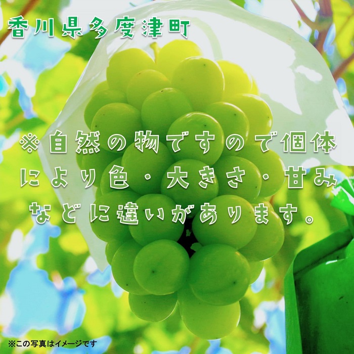 ハウスシャインマスカット　１房　化粧箱【令和8年7月下旬頃発送!予約受付中!】【B-35】