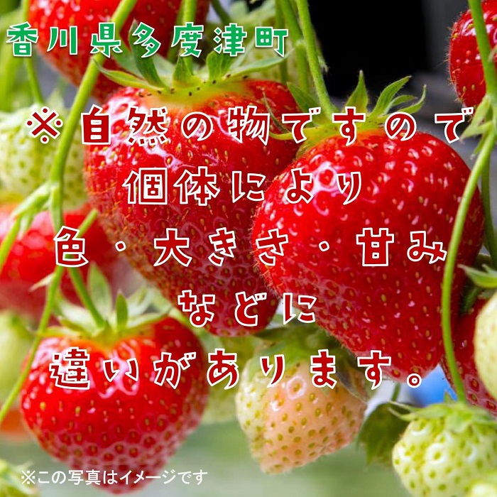 さぬきひめいちご 約1kgDXパック【予約受付中：令和7年12月より発送】【B-48】