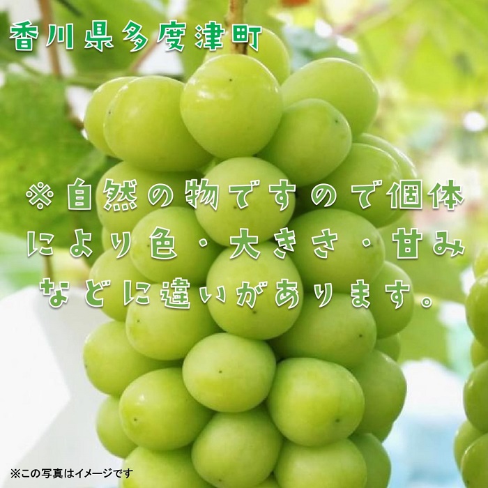 シャインマスカット 約2kg【令和8年8月下旬発送！予約受付中】【C-15】
