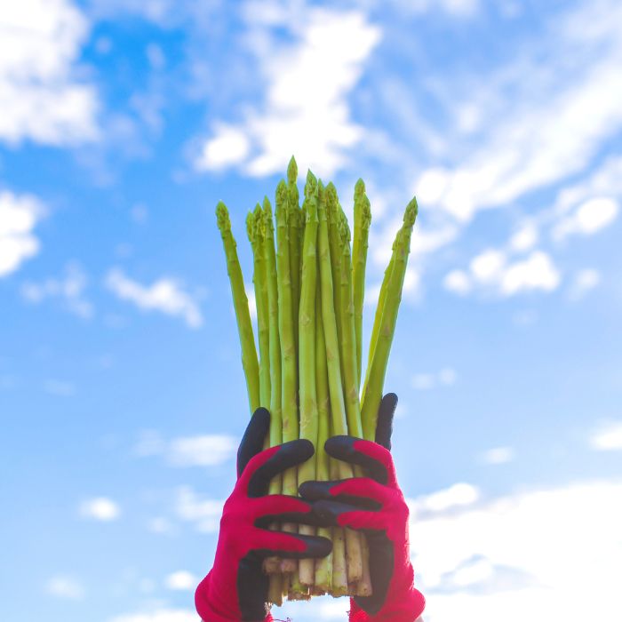 アスパラ王子が育てた自慢のアスパラ「Lサイズ」1kg（さぬきのめざめ　おおもりや）【予約受付：令和8年3～4月頃から順次発送】【H-54】