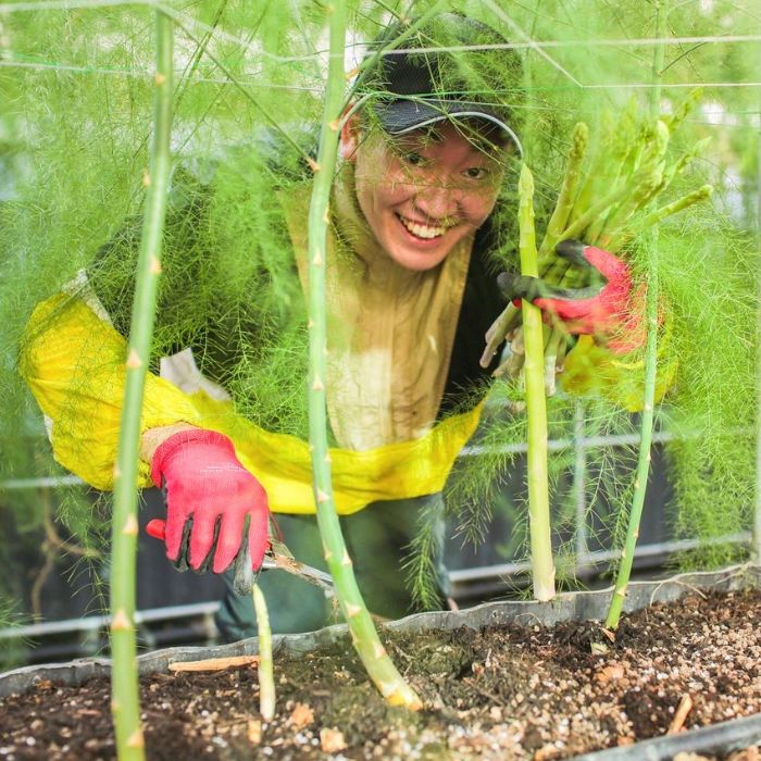 アスパラ王子が育てた自慢のアスパラ「2Lサイズ」1kg（さぬきのめざめ　おおもりや）【予約受付：御用意出来次第発送】【H-55】