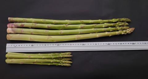 【多度津町産】さぬきのめざめ（特大サイズ約50cm）4本入り【令和8年2月下旬より発送】【L-34】