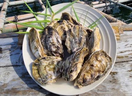 多度津のブランド牡蠣『白方かき』簡単調理レンジで蒸牡蠣 殻付き６個入り２パック【L-36】