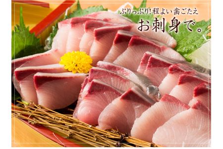 オリーブはまち１本まるごと【予約受付：令和7年10月中旬頃から出荷開始！】【C-311】