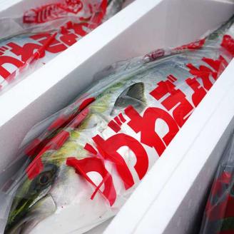 活け〆オリーブぶり１本（一本丸ごと）【12月頃から出荷開始！】【D-511】