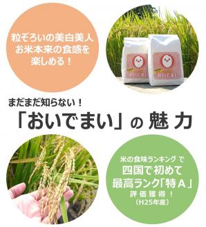 多度津町産 新米 おいでまい【令和7年産新米:11月頃より発送】（白米８kg）【A-11】