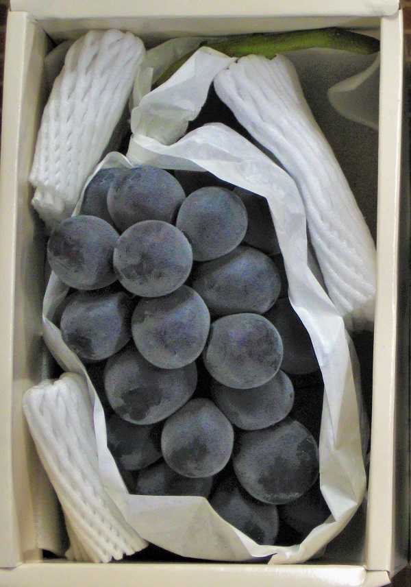 ハウスピオーネ　１房　化粧箱【令和8年7月下旬頃発送!予約受付中!】【A-51】