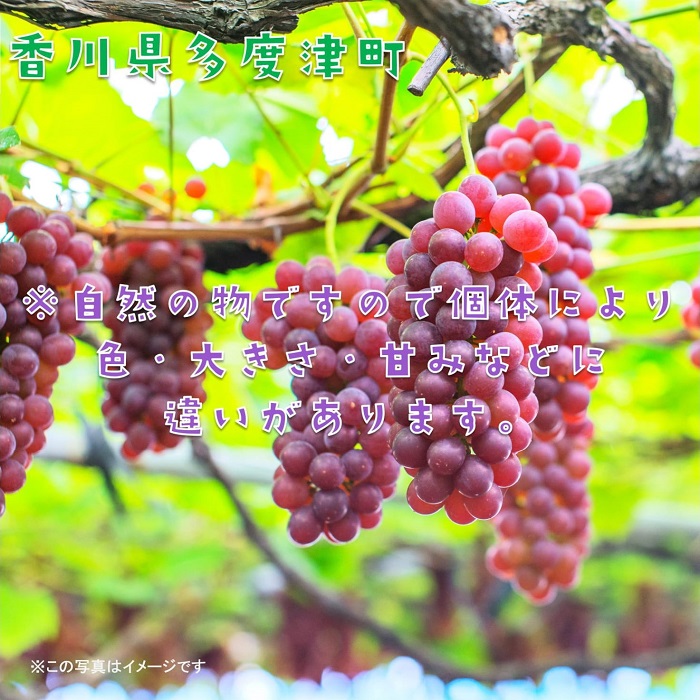 多度津町白方特産　デラウェアぶどう【令和8年7月上旬より発送！予約受付中】【B-20】