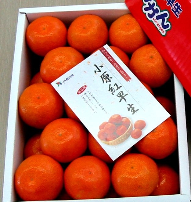 『小原紅早生ハウスみかん』約2kg【予約受付中！令和8年6月下旬より発送！】【B-26】