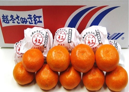 『越冬小原紅早生みかん』約3kg【予約受付中！令和8年1月中旬より発送！】【B-33】
