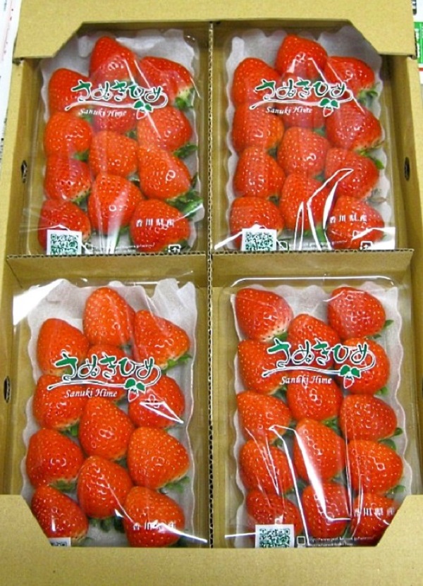 さぬきひめいちご 約1kgDXパック【予約受付中：令和7年12月より発送】【B-48】