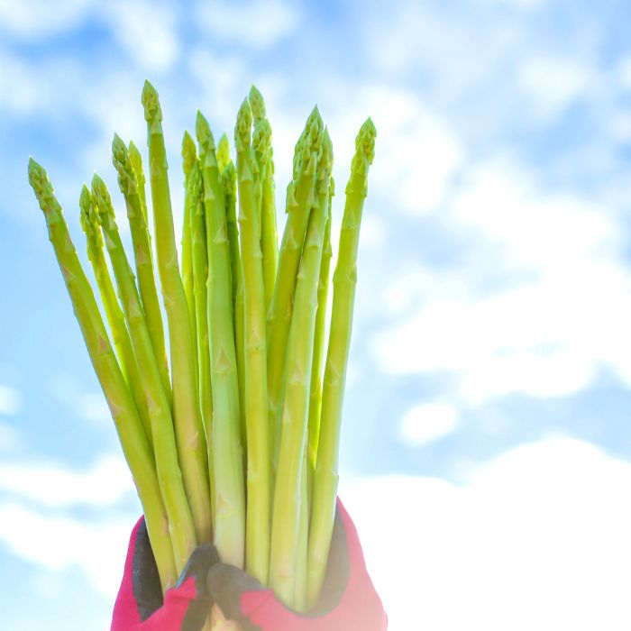 アスパラ王子が育てた自慢のアスパラ「2Lサイズ」1kg（さぬきのめざめ　おおもりや）【予約受付：御用意出来次第発送】【H-55】