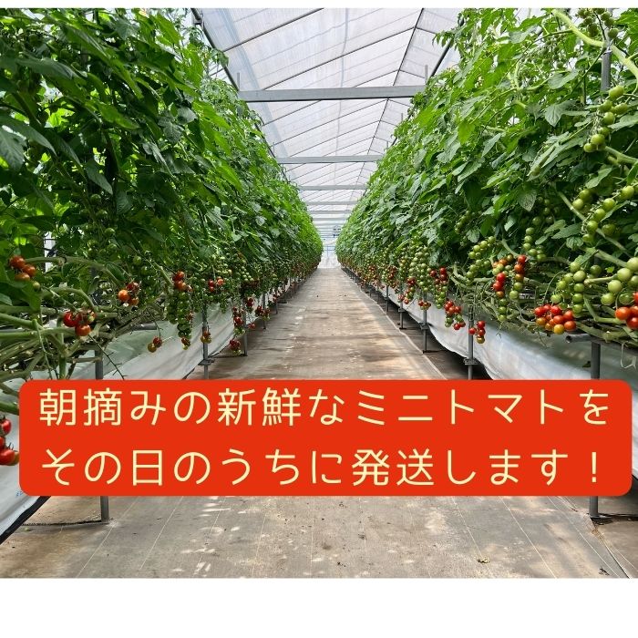 テイクファームの 「多度津おすそわけミニトマト」約1.4kg【旬の時期にお届け】【L-44】