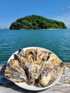 多度津のブランド牡蠣『白方かき』2kg 白方漁港直送　加熱調理用 殻付き生カキ【A-86】