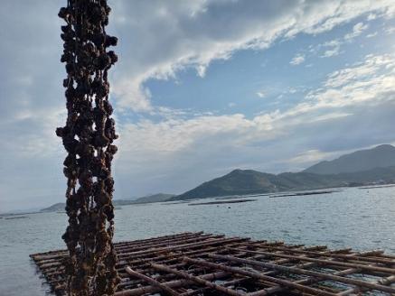 白方かき 電子レンジでお手軽調理　殻付きかき(加熱用)　500g×2袋【令和8年1月頃から4月頃までの期間限定出荷】【L-31】