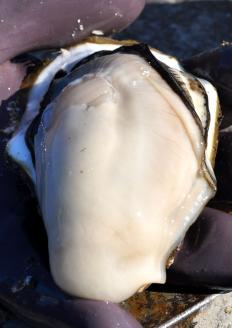 白方産　りょうせん牡蠣　むき身（加熱用）（予約受付中：旬にお届け！2025年12月中旬頃から期間限定出荷！）【A-12】