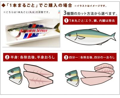 活け〆オリーブぶり１本（四分一カット）【12月頃から出荷開始！】【D-513】