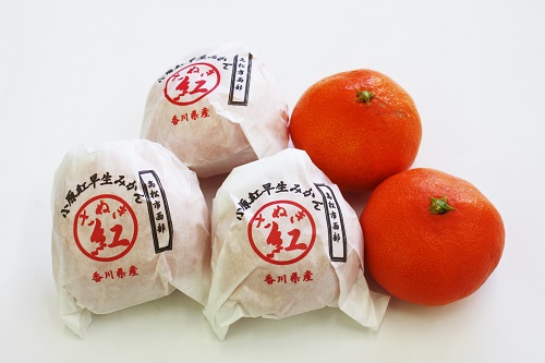 『越冬小原紅早生みかん』約3kg【予約受付中！令和8年1月中旬より発送！】【B-33】