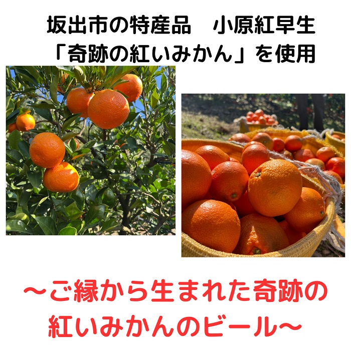 【香川県丸亀市・多度津町共通返礼品】クラフトビール【Quad K Beer】セゾンビール・kokou 詰め合わせ 6本セット【B-70】