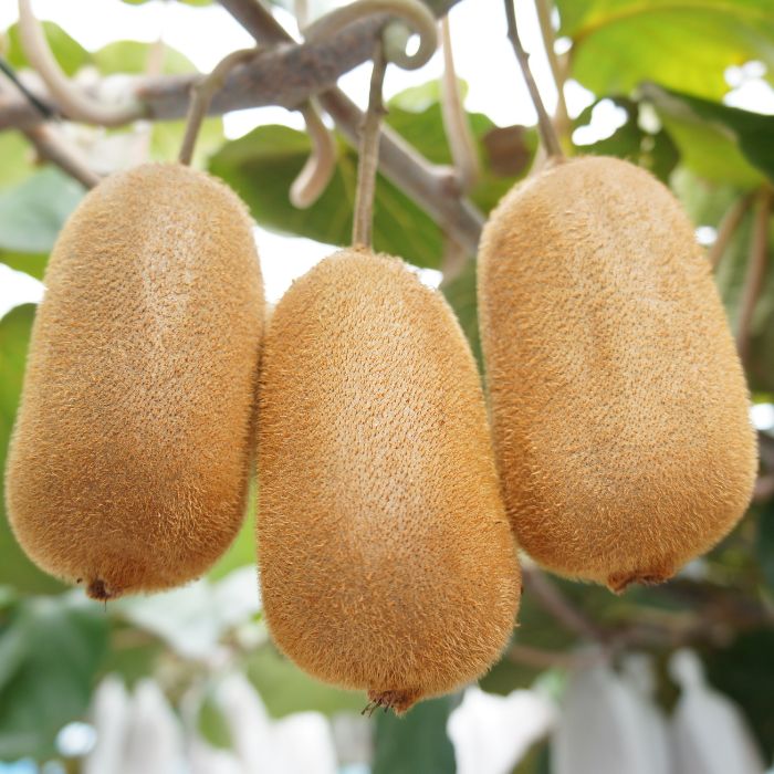 【全2回フルーツ定期便】さぬき讃フルーツ　さぬきゴールドと香緑(キウイフルーツ)【C-25】