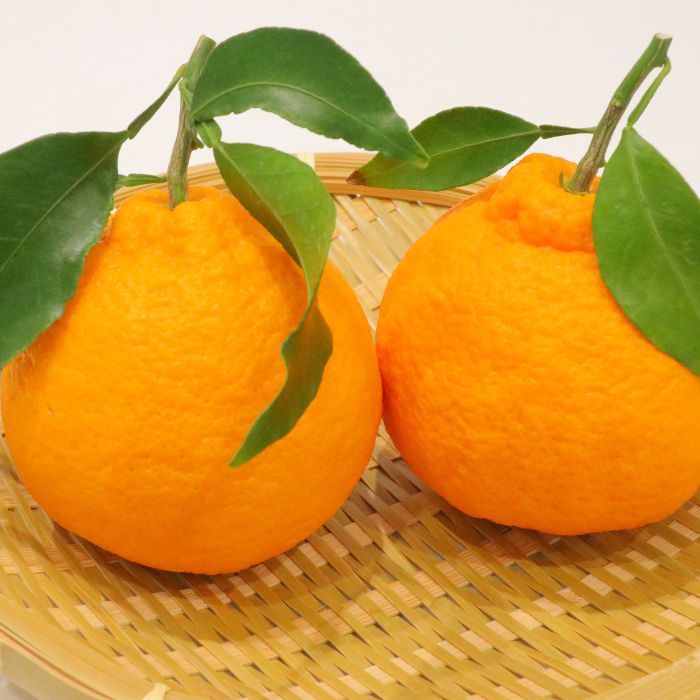 【全2回フルーツ定期便】さぬき讃フルーツ　さぬきゴールドと不知火(デコポン)【C-26】