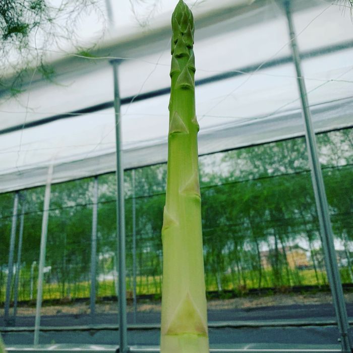 アスパラ王子が育てた自慢のアスパラ「極み」1kg (さぬきのめざめ おおもりや)【予約受付：令和8年3月初旬頃より御用意出来次第発送】【H-56】