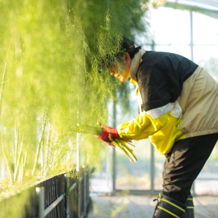 アスパラ王子が育てた自慢のアスパラ「極み」1kg (さぬきのめざめ おおもりや)【予約受付：令和8年3月初旬頃より御用意出来次第発送】【H-56】