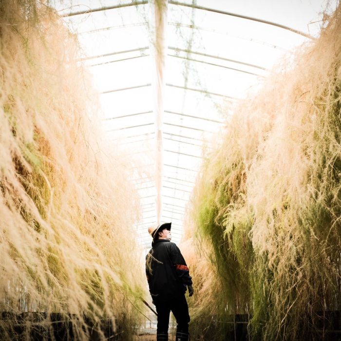 アスパラ王子が育てた自慢のアスパラ　おおもりやオリジナル　穂だけアスパラ1kg【予約受付：令和8年4月頃より御用意出来次第発送】【H-77】