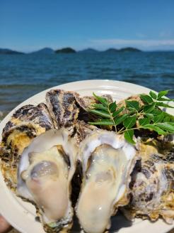 多度津のブランド牡蠣『白方かき』2kg 白方漁港直送　加熱調理用 殻付き生カキ【A-86】