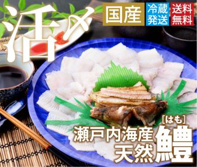 鱧骨切りしゃぶしゃぶ用（2人前）【予約受付中！令和7年7月頃より！天然物につき捕れ次第発送！】【A-4】