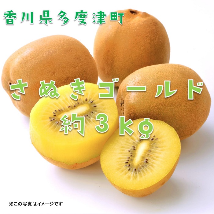 香川県オリジナルキウイフルーツ『さぬきゴールド』約3kg【予約受付中！令和7年10月中旬頃から発送】【B-17】