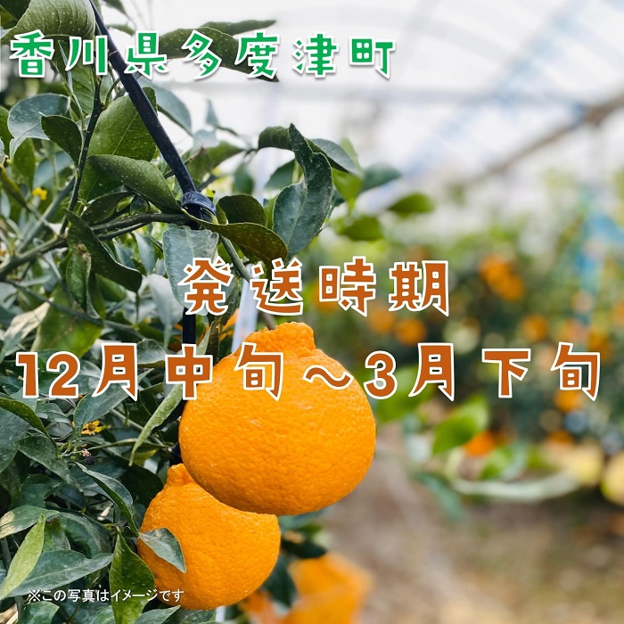 不知火（デコポン）ハウス栽培 約3kg【予約受付中！令和7年12月下旬頃～】【B-32】