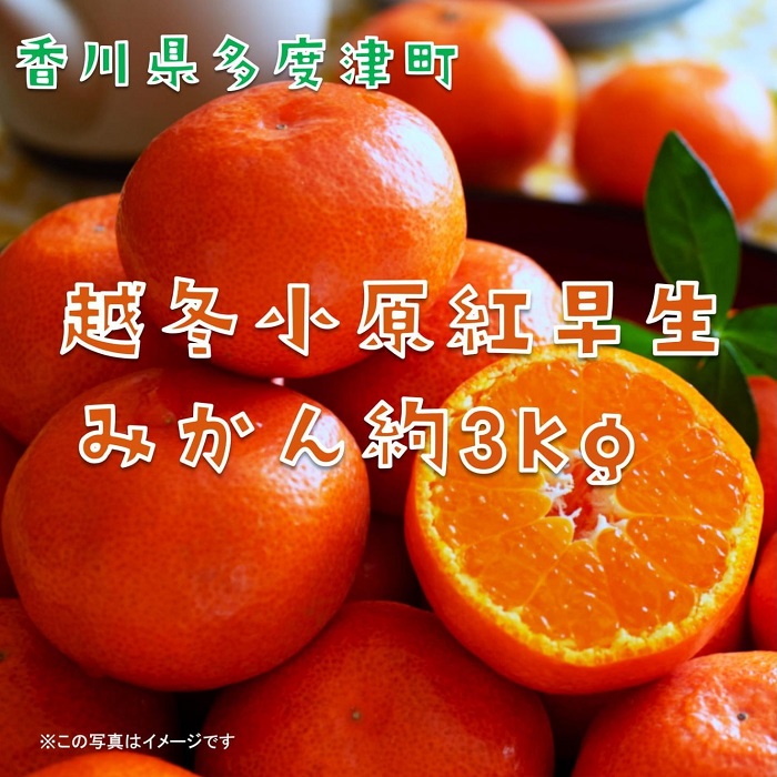 『越冬小原紅早生みかん』約3kg【予約受付中！令和8年1月中旬より発送！】【B-33】