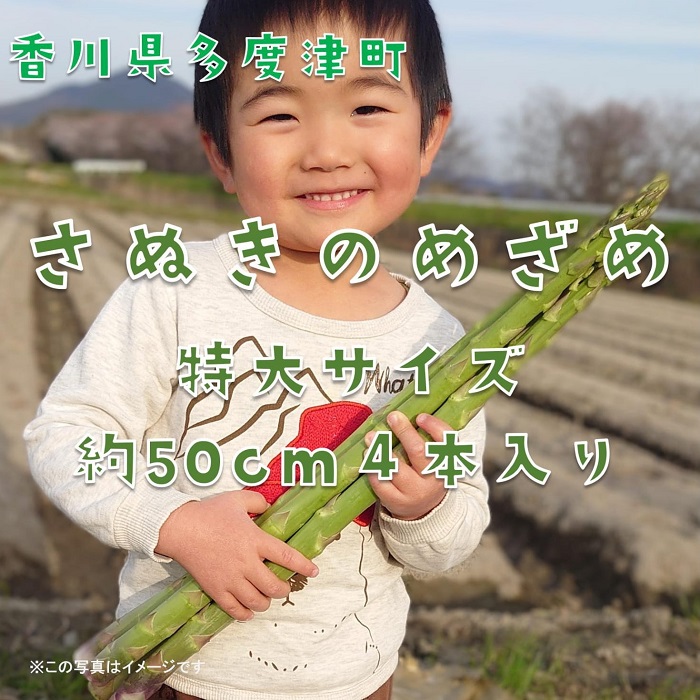 【多度津町産】さぬきのめざめ（特大サイズ約50cm）4本入り【令和8年2月下旬より発送】【L-34】