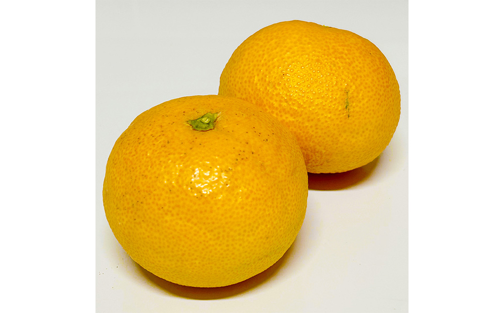 大岩農園の清見タンゴール 家庭用 約4.5kg 果物 フルーツ みかん ミカン 柑橘 （491）【えひめの町（超）推し！（伊方町）】【2025年4月発送予定】