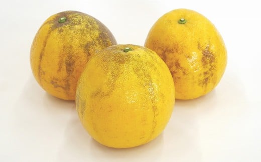 訳あり 河内晩柑 10kg