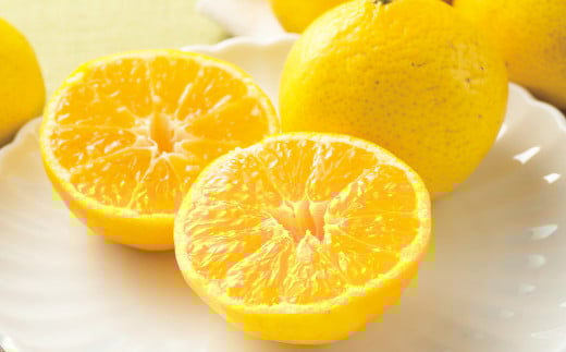 愛媛県産 媛小春 1.5kg（8～13個）