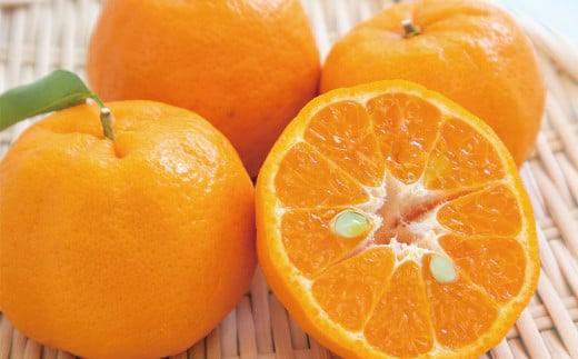 愛媛県産 ぽんかん 2kg（10～14個）