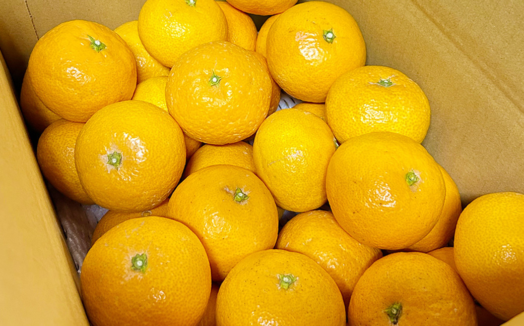 大岩農園の清見タンゴール 家庭用 約4.5kg 果物 フルーツ みかん ミカン 柑橘 （491）【えひめの町（超）推し！（伊方町）】【2025年4月発送予定】