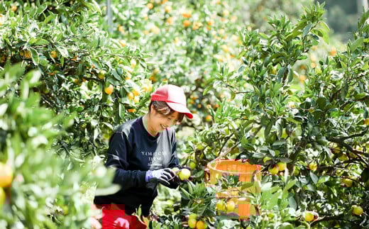 かんきつジュースセット【3本】（893）
