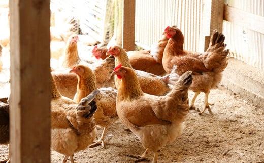 媛っこ地鶏 すき焼きセット（905）