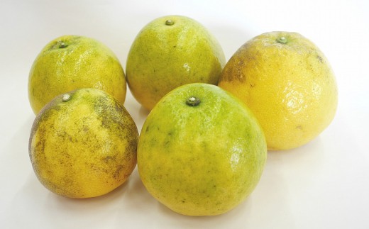 訳あり 河内晩柑 5kg