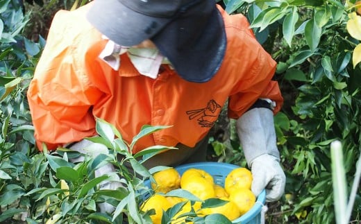 ヘアーミスト おり髪 【えひめの町（超）推し！（松前町）】（1002）